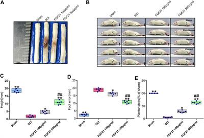 Systemic Administration of Fibroblast Growth Factor 21 Improves the Recovery of Spinal Cord Injury (SCI) in Rats and Attenuates SCI-Induced Autophagy